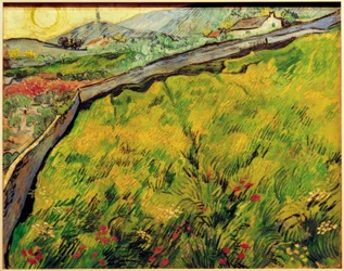 Zaadveld bij zonsopgang